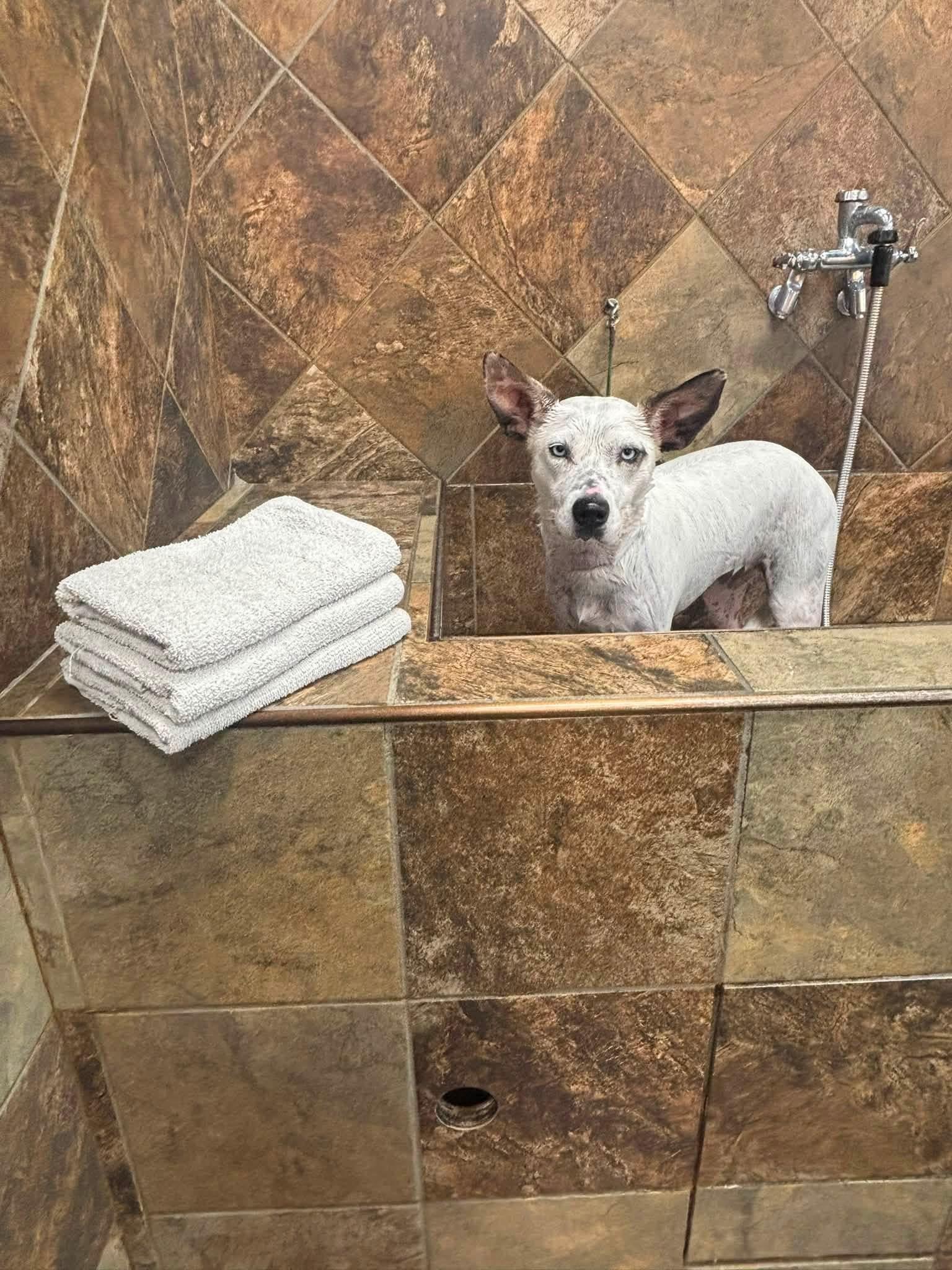 Lola, a ADOPTABLE mixed breed in Watertown, CT image 5/6