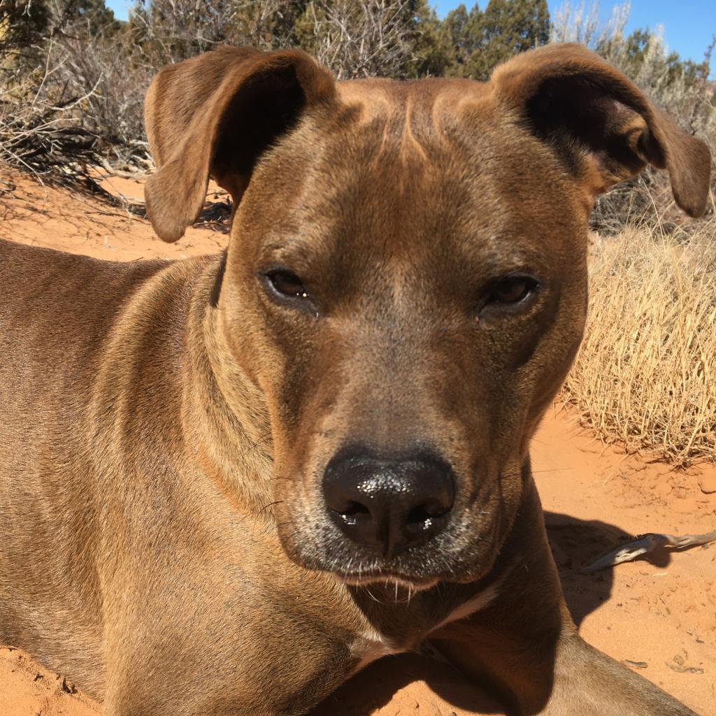 Enlarge Bravo, a Adoptable mixed breed in Kanab, UT image 2/6
