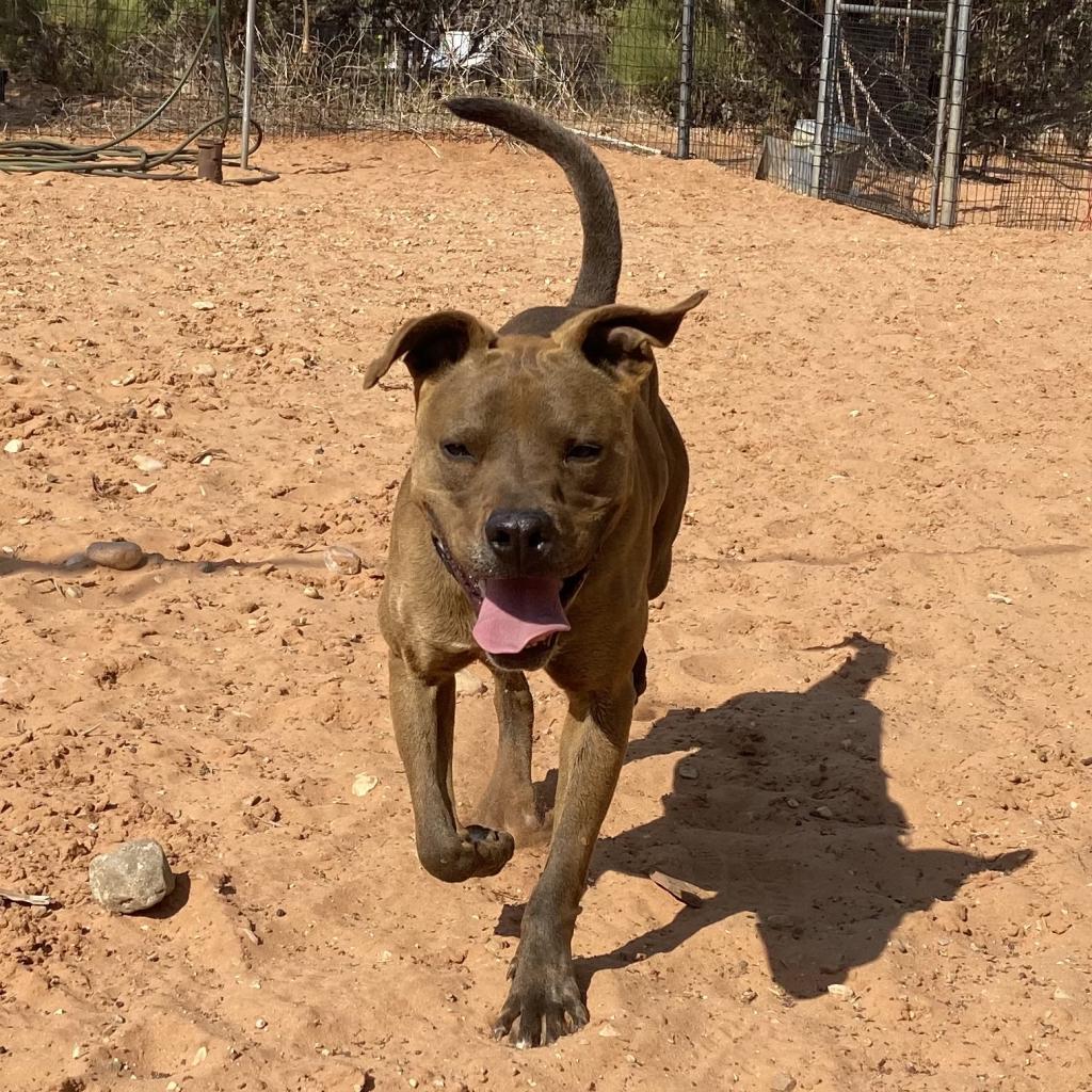 Enlarge Bravo, a Adoptable mixed breed in Kanab, UT image 3/6