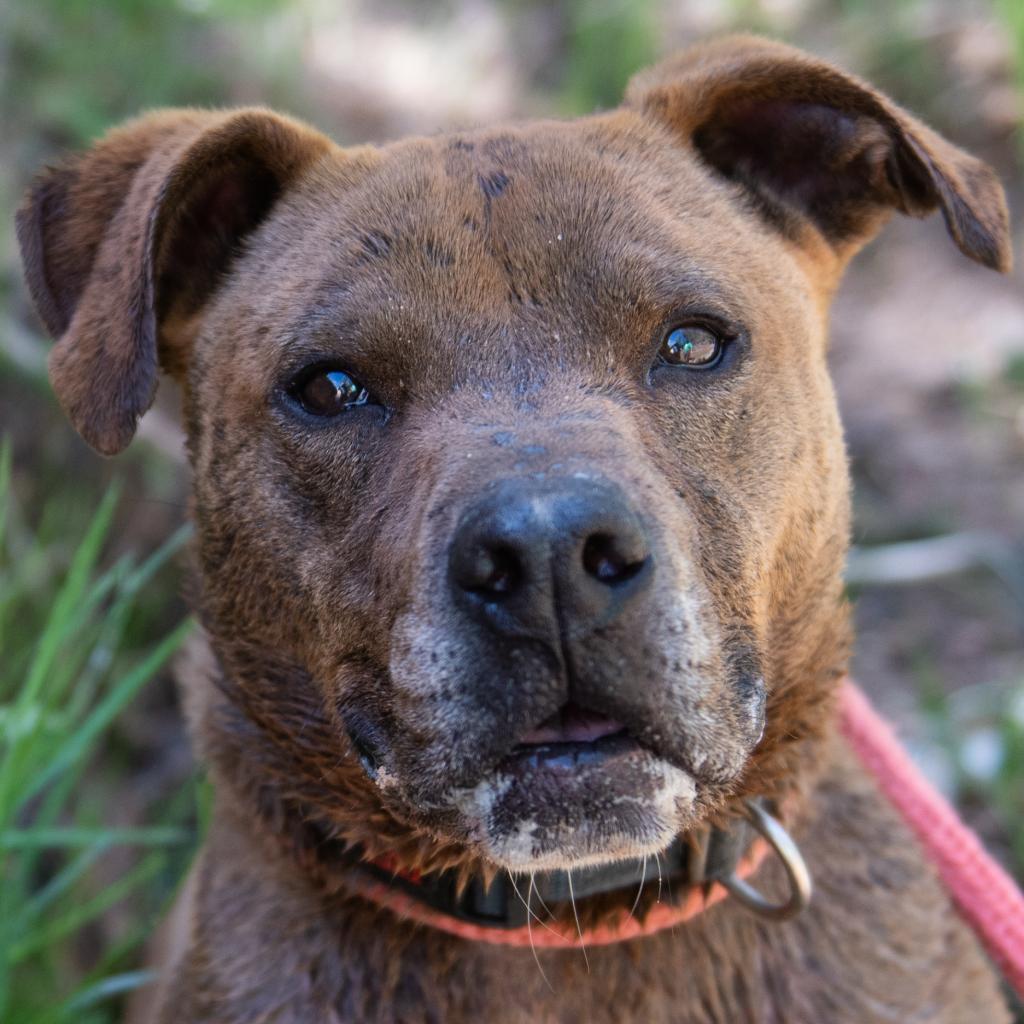 Enlarge Bravo, a Adoptable mixed breed in Kanab, UT image 4/6