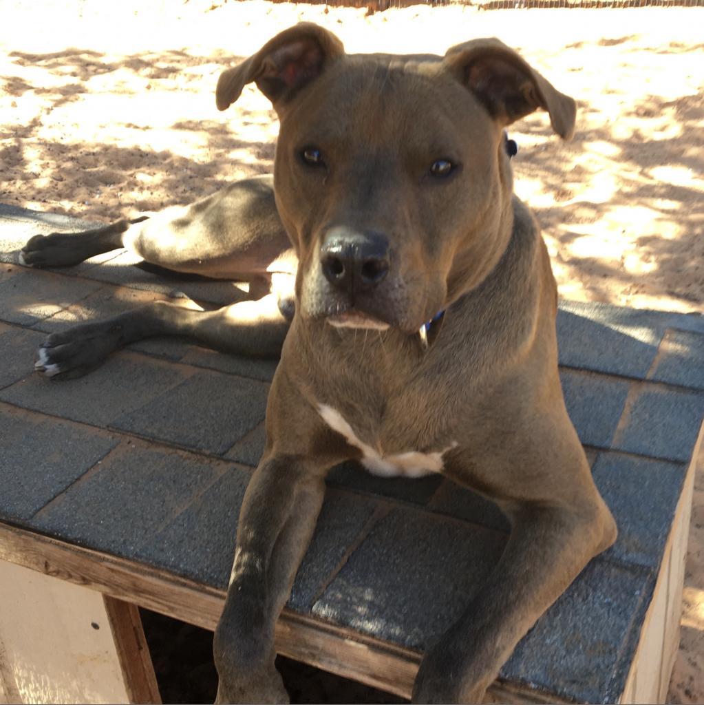 Enlarge Bravo, a Adoptable mixed breed in Kanab, UT image 5/6