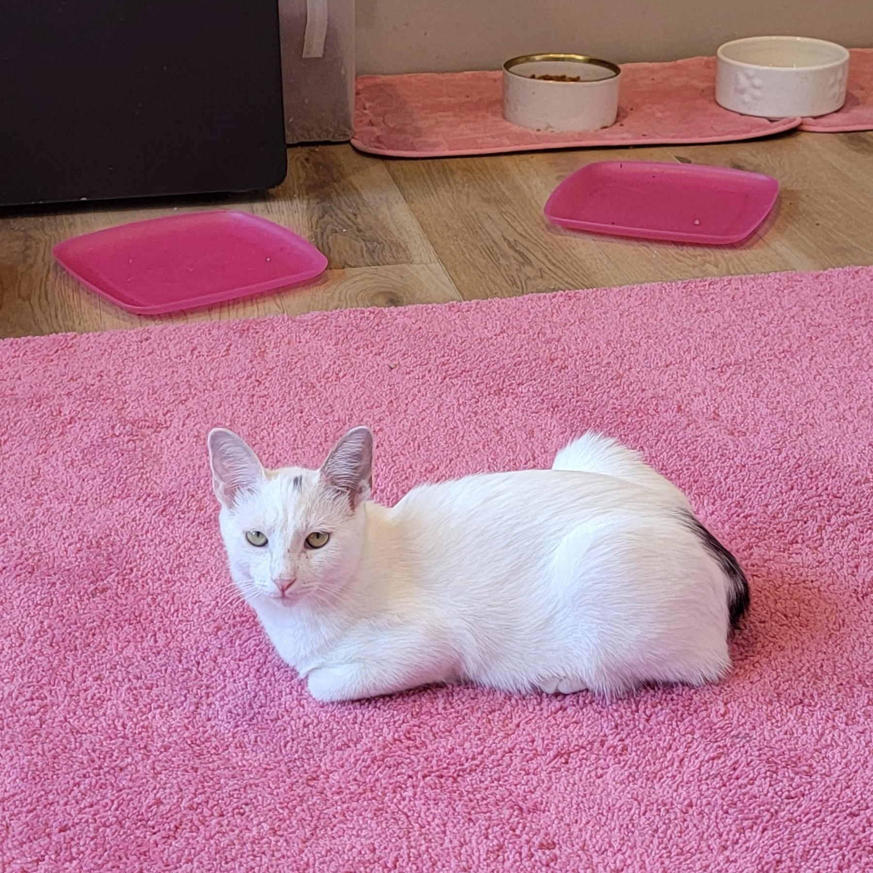 Oliver, a Adoptable Domestic Short Hair in Wyandotte, MI image 2/6