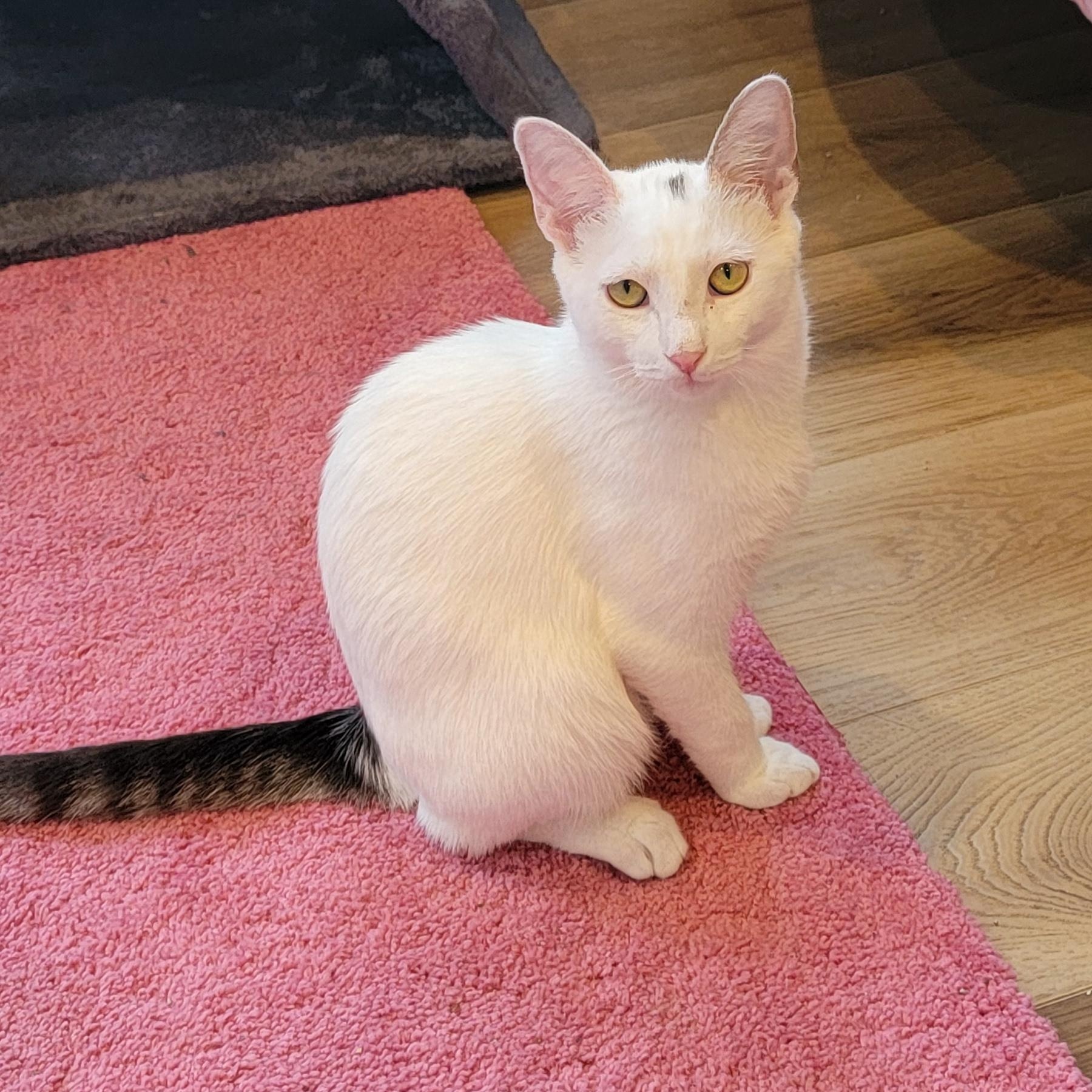 Oliver, a Adoptable Domestic Short Hair in Wyandotte, MI image 6/6