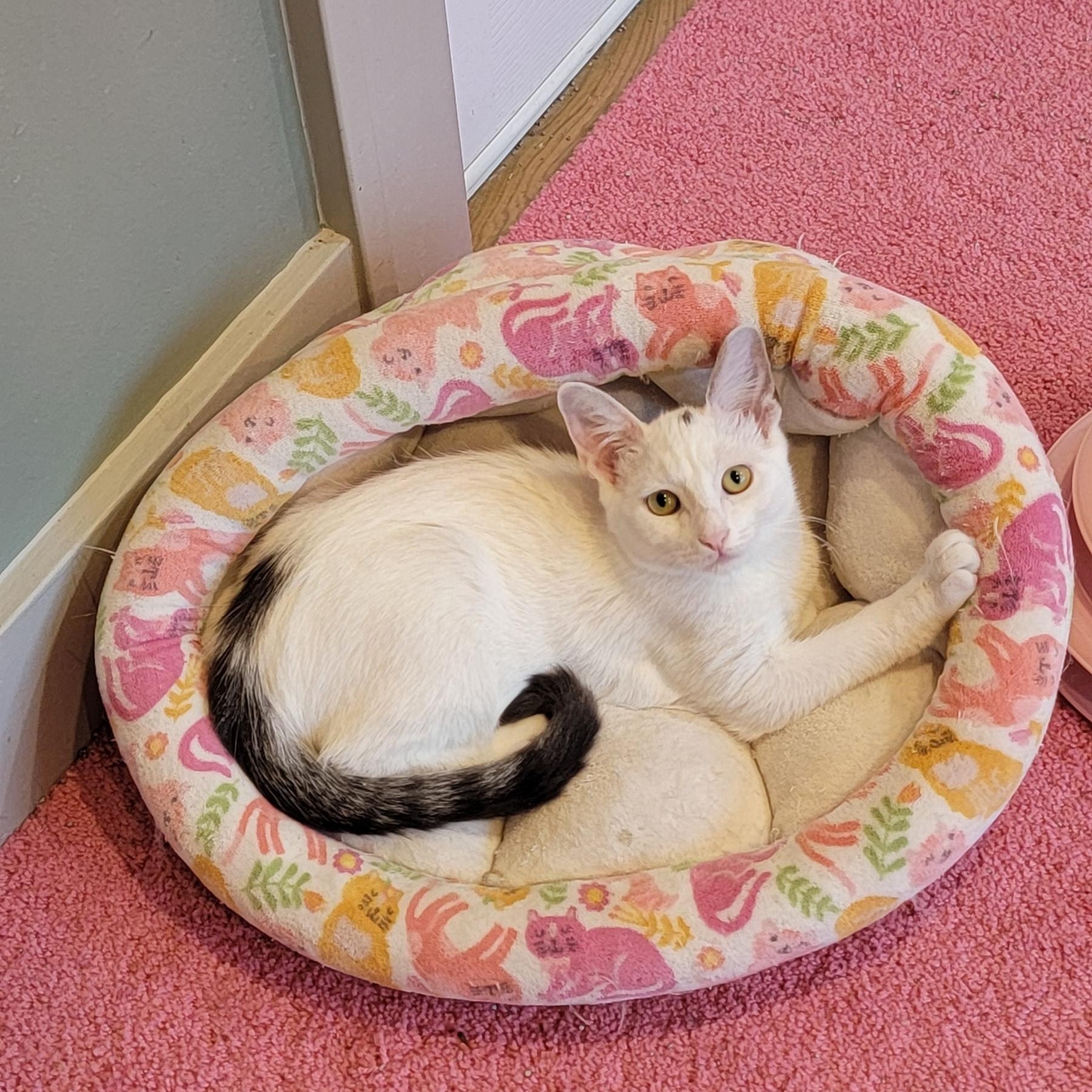 Oliver, a Adoptable Domestic Short Hair in Wyandotte, MI image 4/6