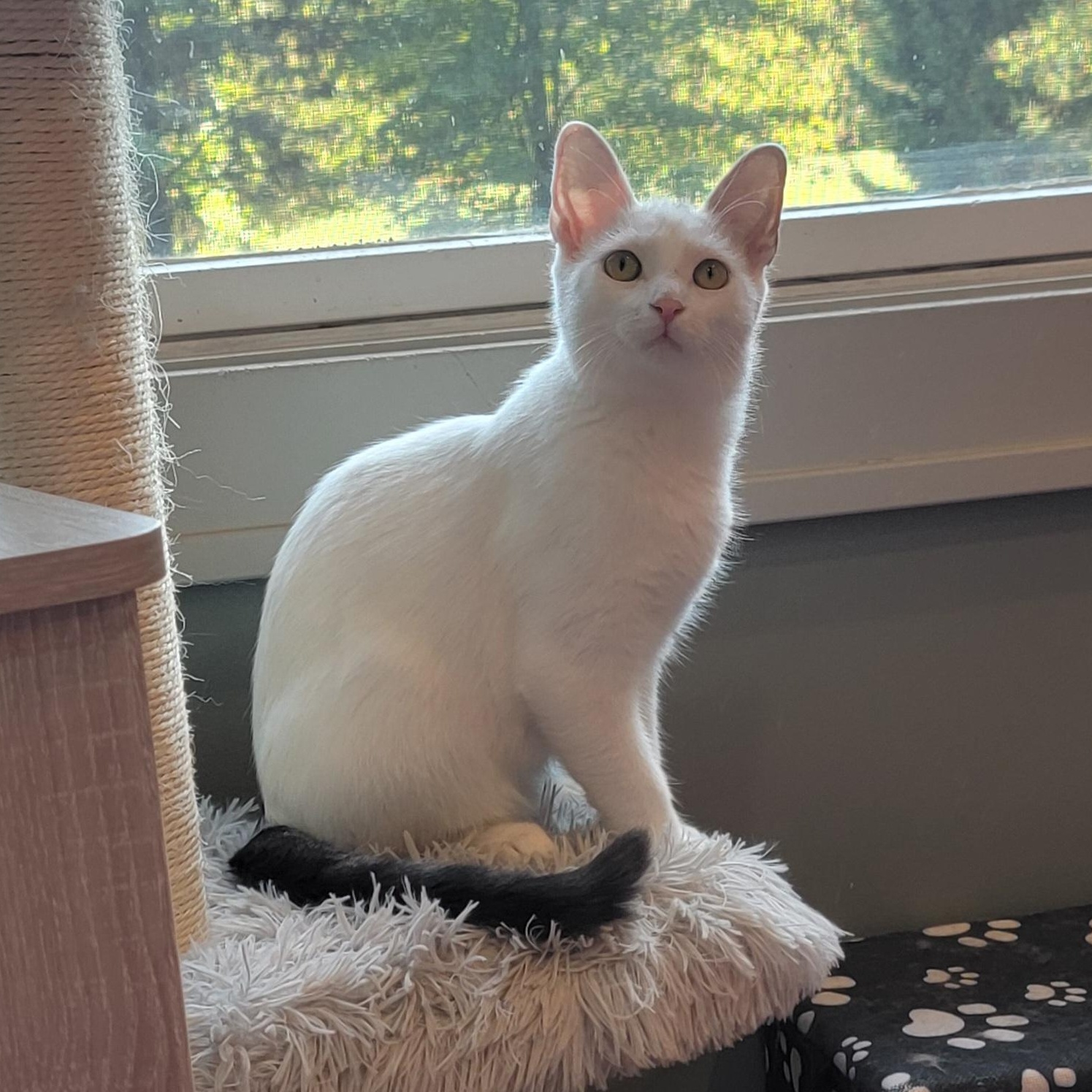 Oliver, a Adoptable Domestic Short Hair in Wyandotte, MI image 3/6