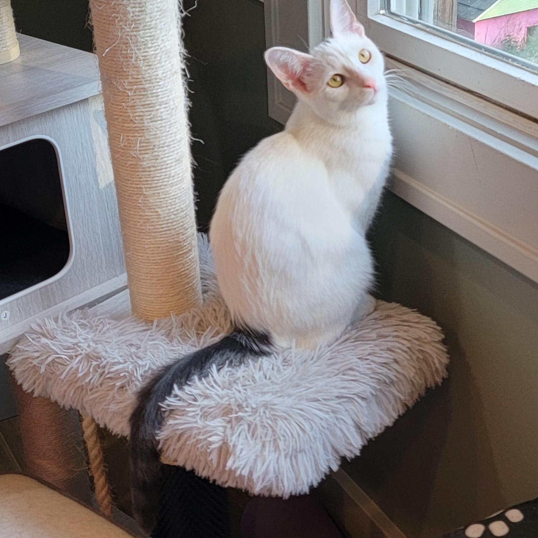 Oliver, a Adoptable Domestic Short Hair in Wyandotte, MI image 5/6