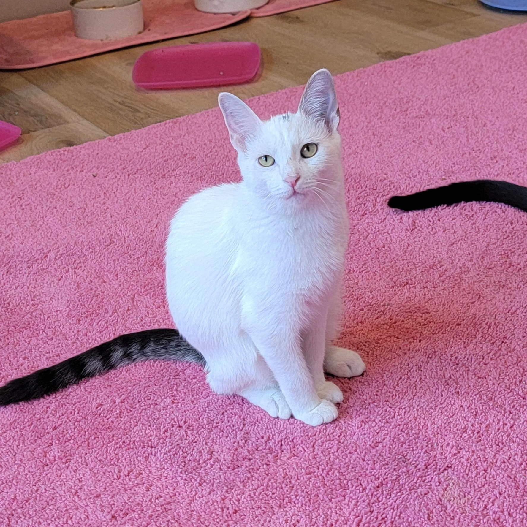 Oliver, Adoptable, Young Male Domestic Short Hair.