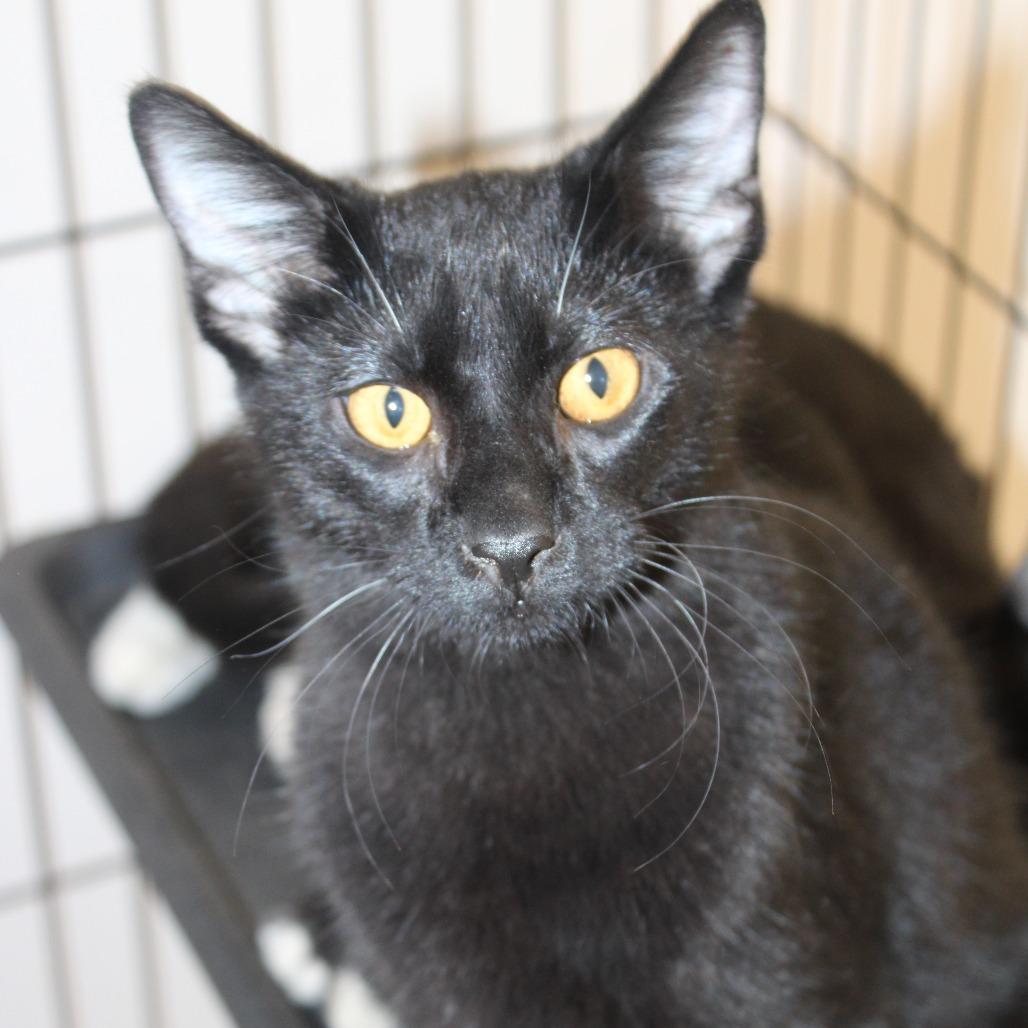 Enlarge Ghost, a Adoptable Domestic Short Hair in Cleveland, MS image 1/2