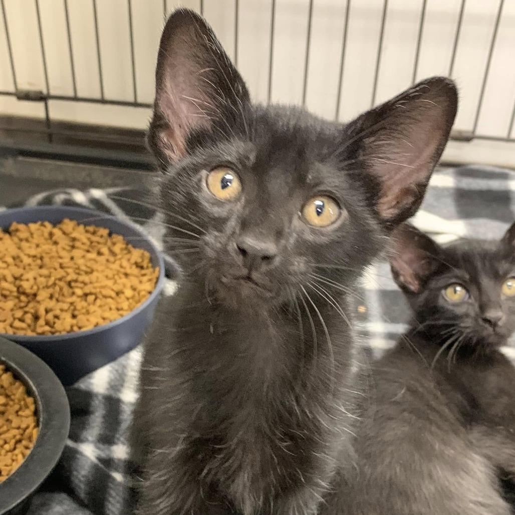 Enlarge Ghost, a Adoptable Domestic Short Hair in Cleveland, MS image 2/2