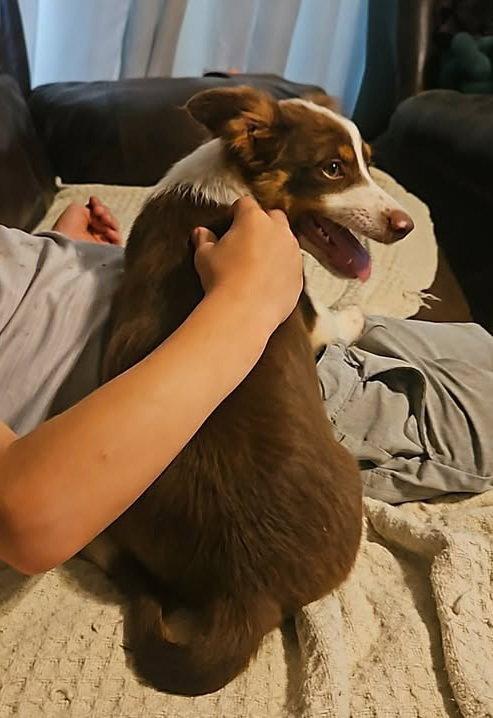 F150 Raptor Cars *LOCAL*, Adoptable, Puppy Male Australian Shepherd & Chihuahua.