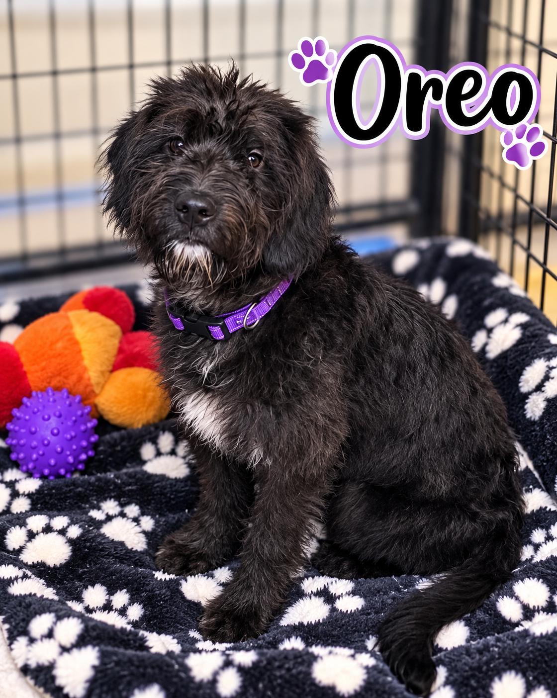 Enlarge Oreo, a Adopted mixed breed in Momence, IL image 1/1