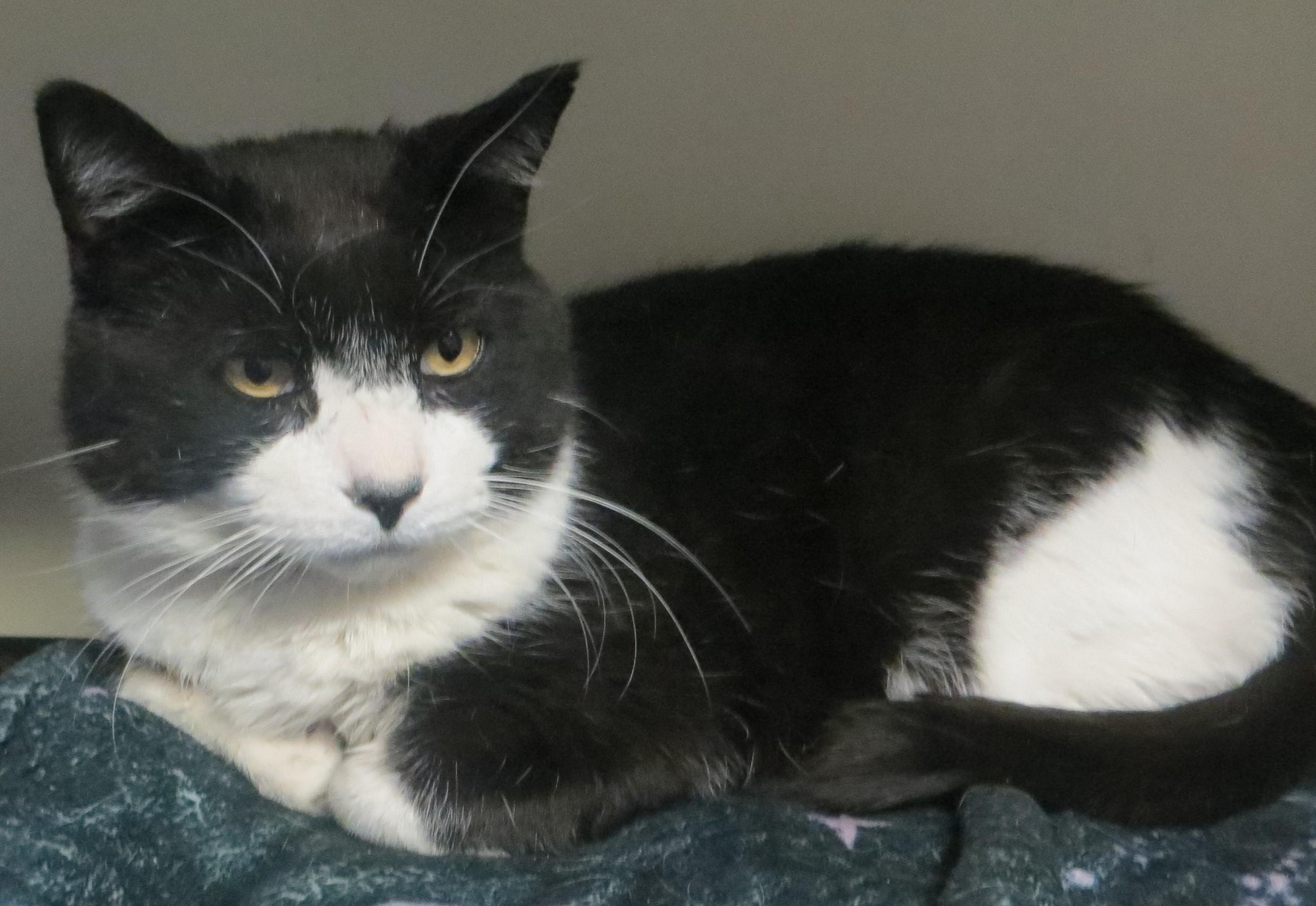 Enlarge Bandit, an adopted Domestic Short Hair in Brockton, MA image 2/3