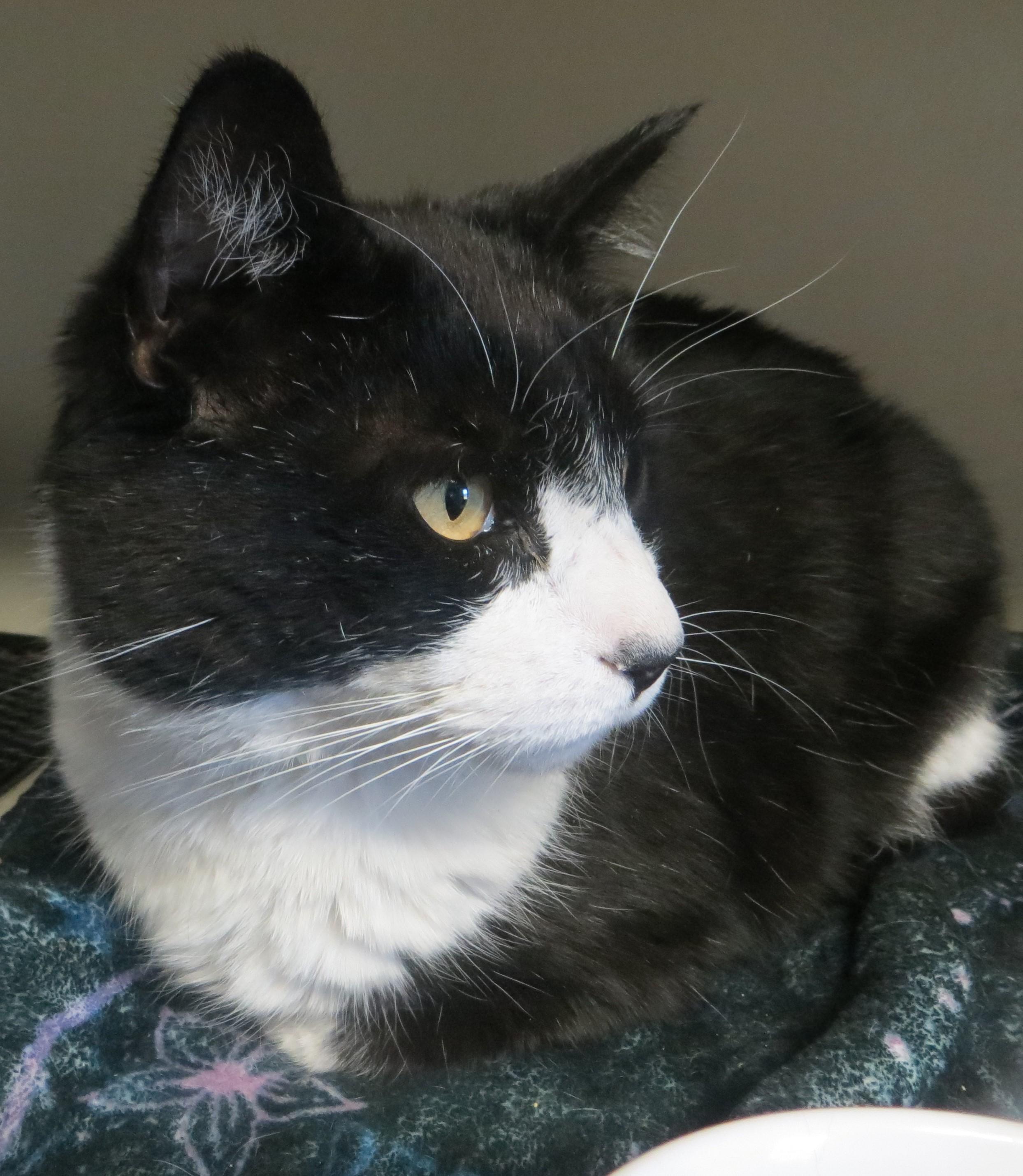 Enlarge Bandit, an adopted Domestic Short Hair in Brockton, MA image 3/3