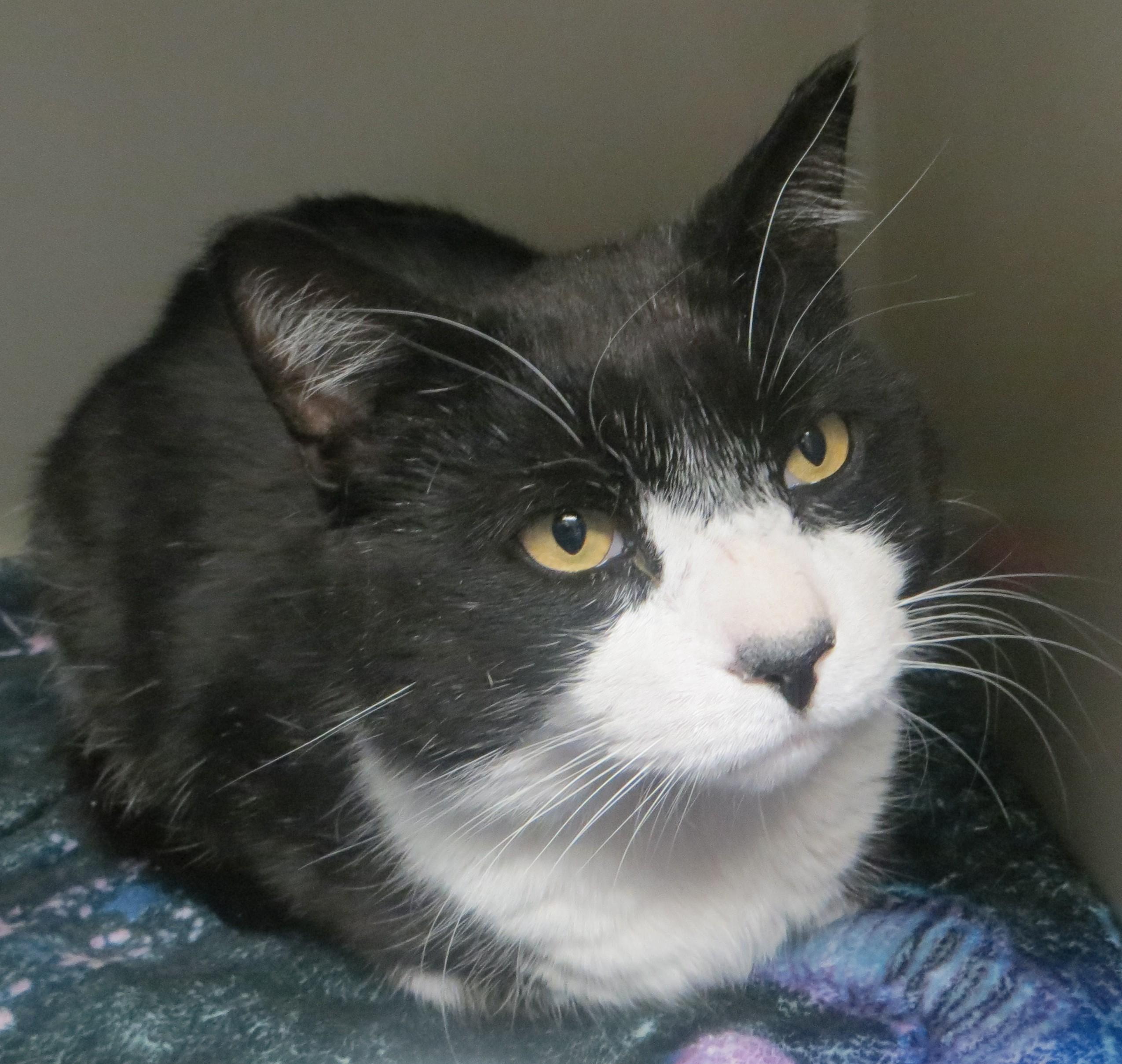 Bandit, adopted, Adult Male Domestic Short Hair.