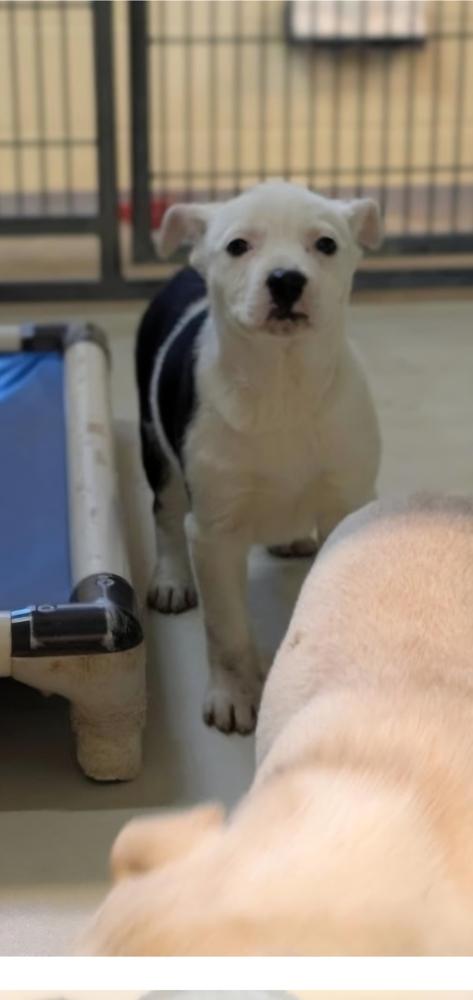 Enlarge Snowflake, a Adoptable mixed breed in Appleton, WI image 1/3