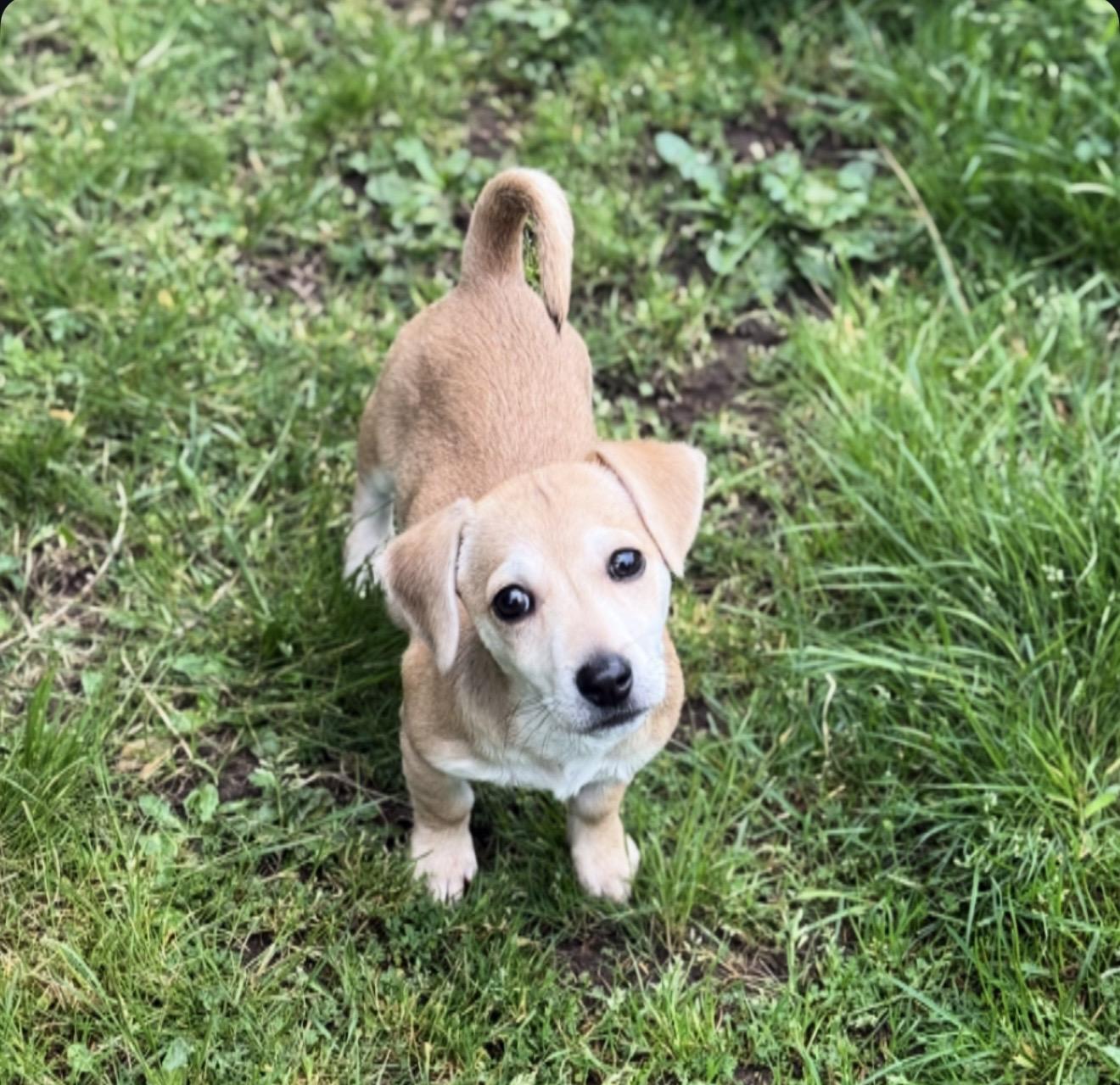 Enlarge Heloise, a ADOPTABLE mixed breed in Eugene, OR image 1/1