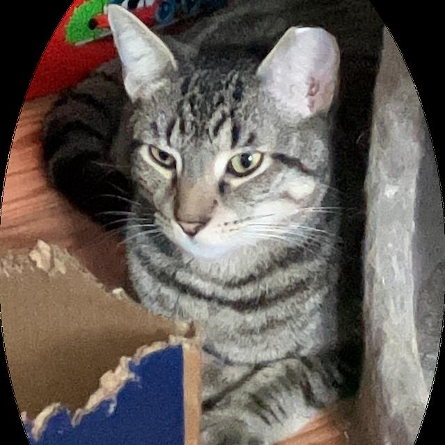 Enlarge Daisy bonded Mickey, a Adoptable Domestic Short Hair in Middle Village, NY image 1/4