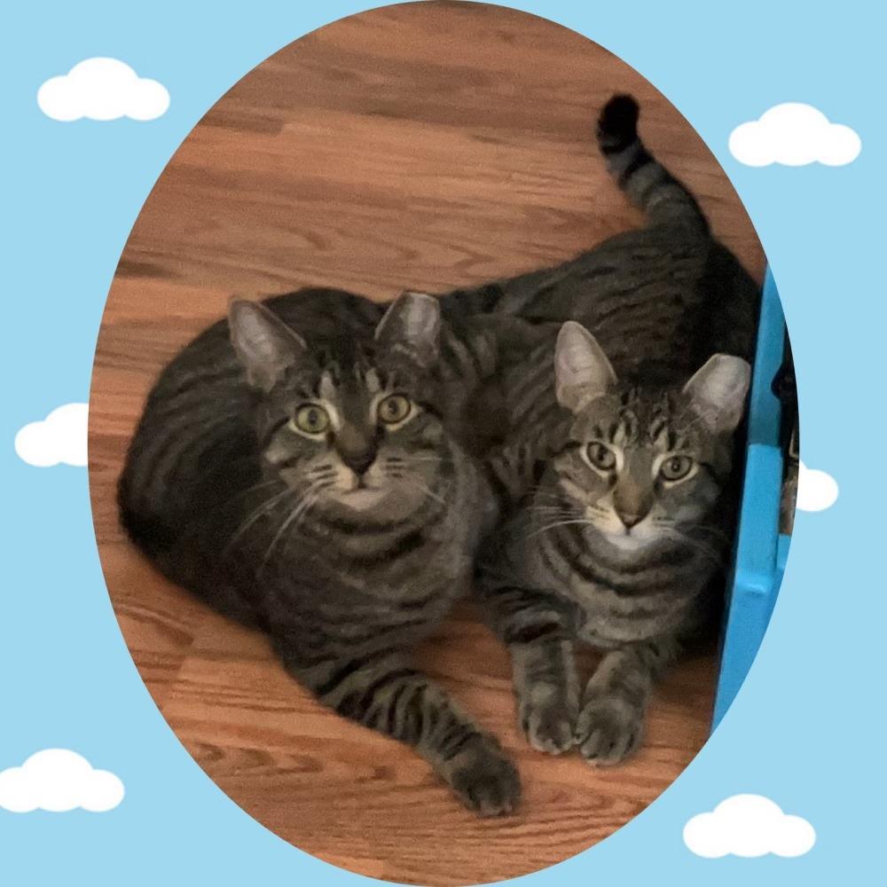 Enlarge Daisy bonded Mickey, a Adoptable Domestic Short Hair in Middle Village, NY image 2/4