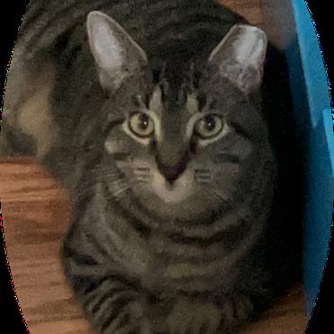 Enlarge Daisy bonded Mickey, a Adoptable Domestic Short Hair in Middle Village, NY image 3/4