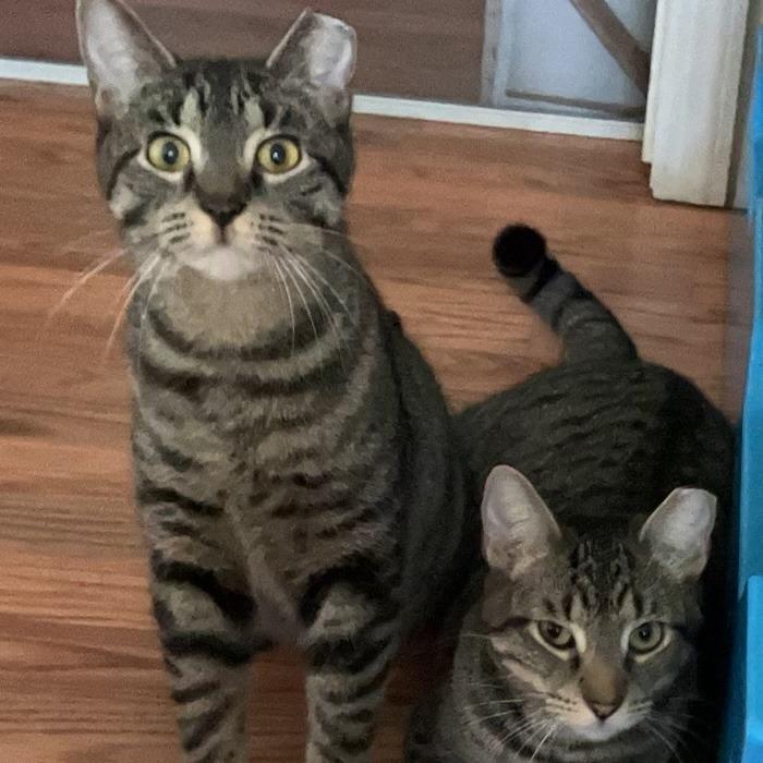 Enlarge Daisy bonded Mickey, a Adoptable Domestic Short Hair in Middle Village, NY image 4/4