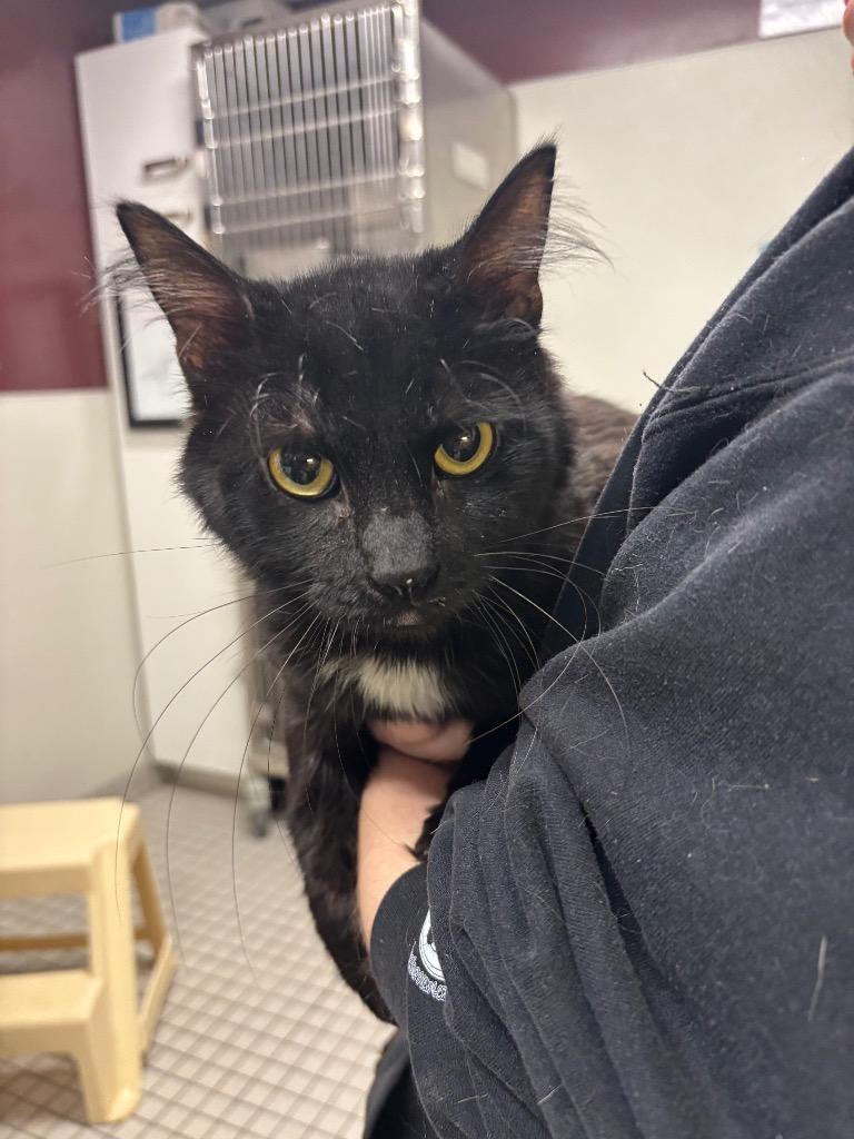 Vanta, Adoptable, Young Male Domestic Medium Hair.