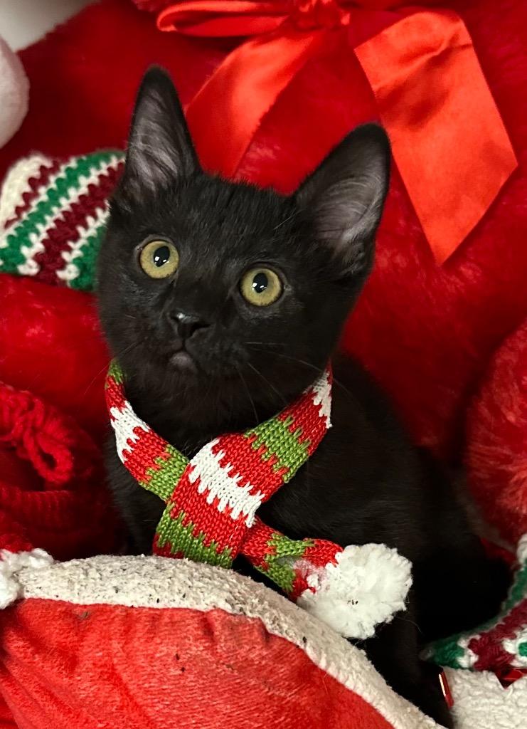 Enlarge 10/24/25 Cerberus, a Adoptable mixed breed in Stillwater, OK image 1/2