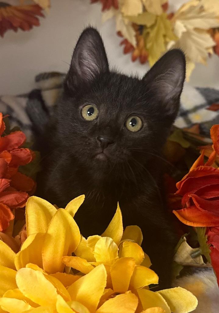 Enlarge 10/24/25 Cerberus, a Adoptable mixed breed in Stillwater, OK image 2/2