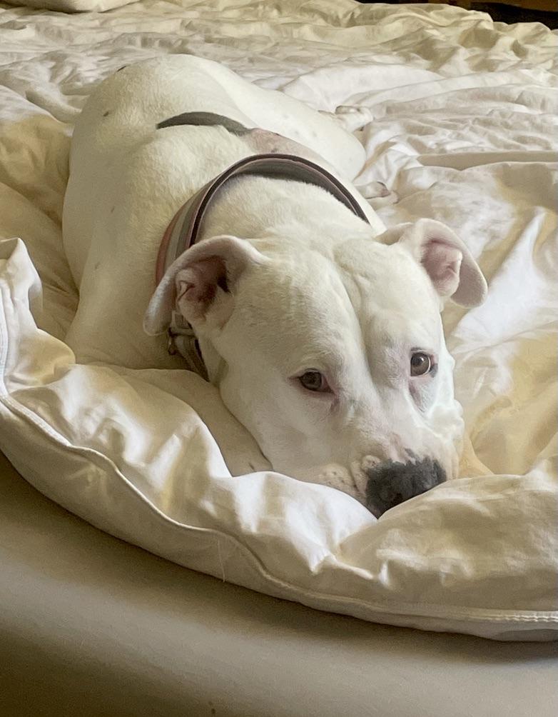 Bertie, a ADOPTABLE American Staffordshire Terrier in Albuquerque, NM image 3/5
