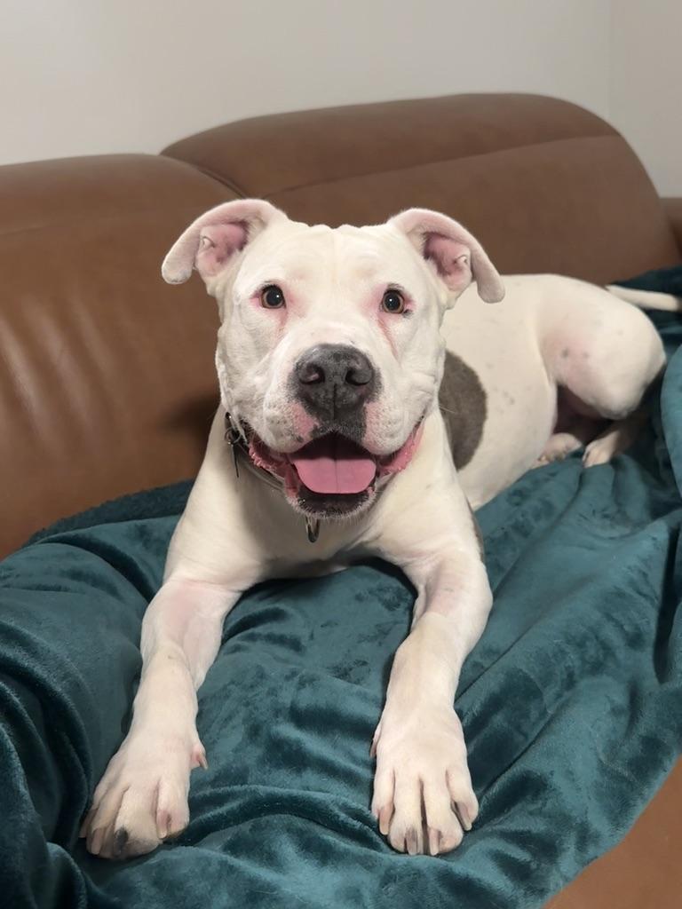 Bertie, ADOPTABLE, Adult Female American Staffordshire Terrier.