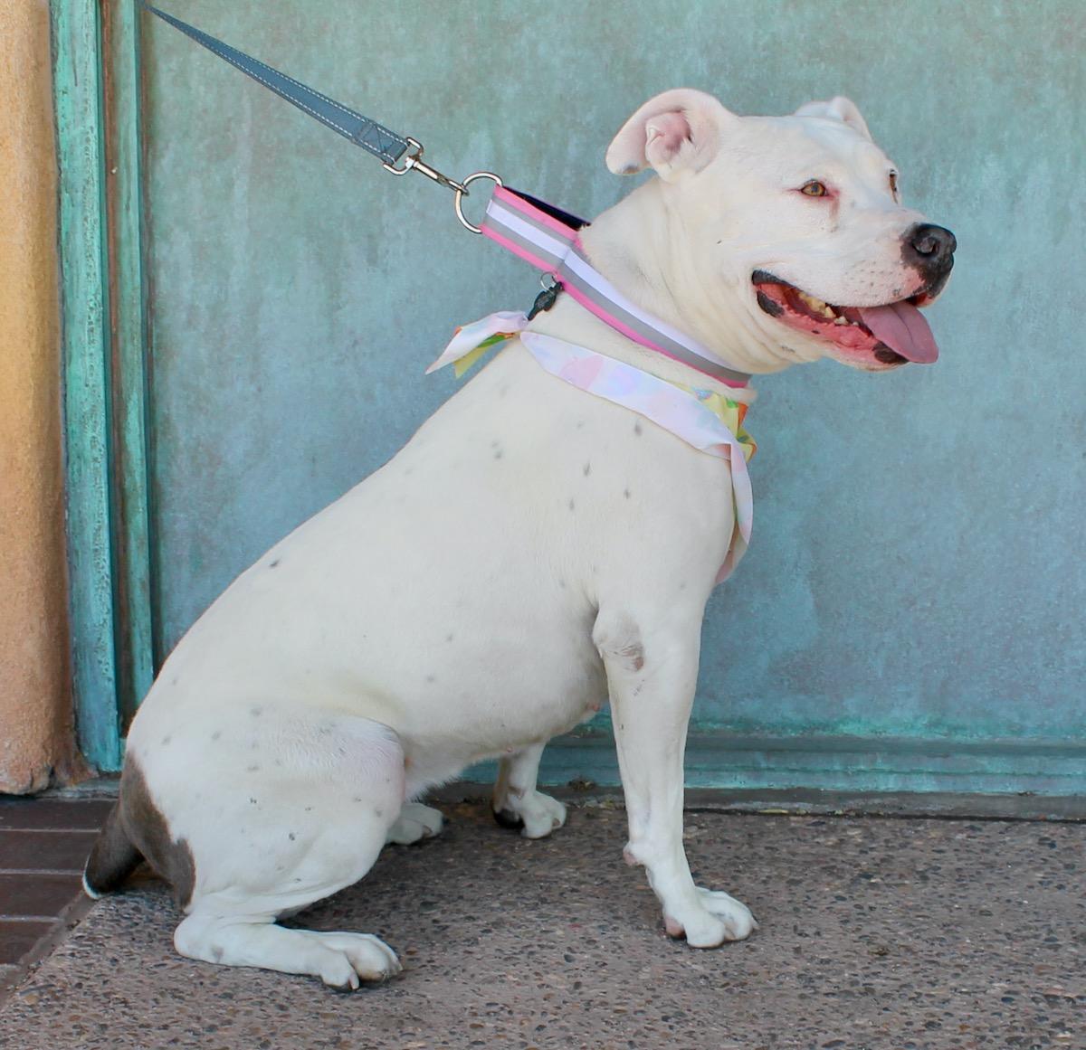 Enlarge Bertie, a ADOPTABLE American Staffordshire Terrier in Albuquerque, NM image 2/5