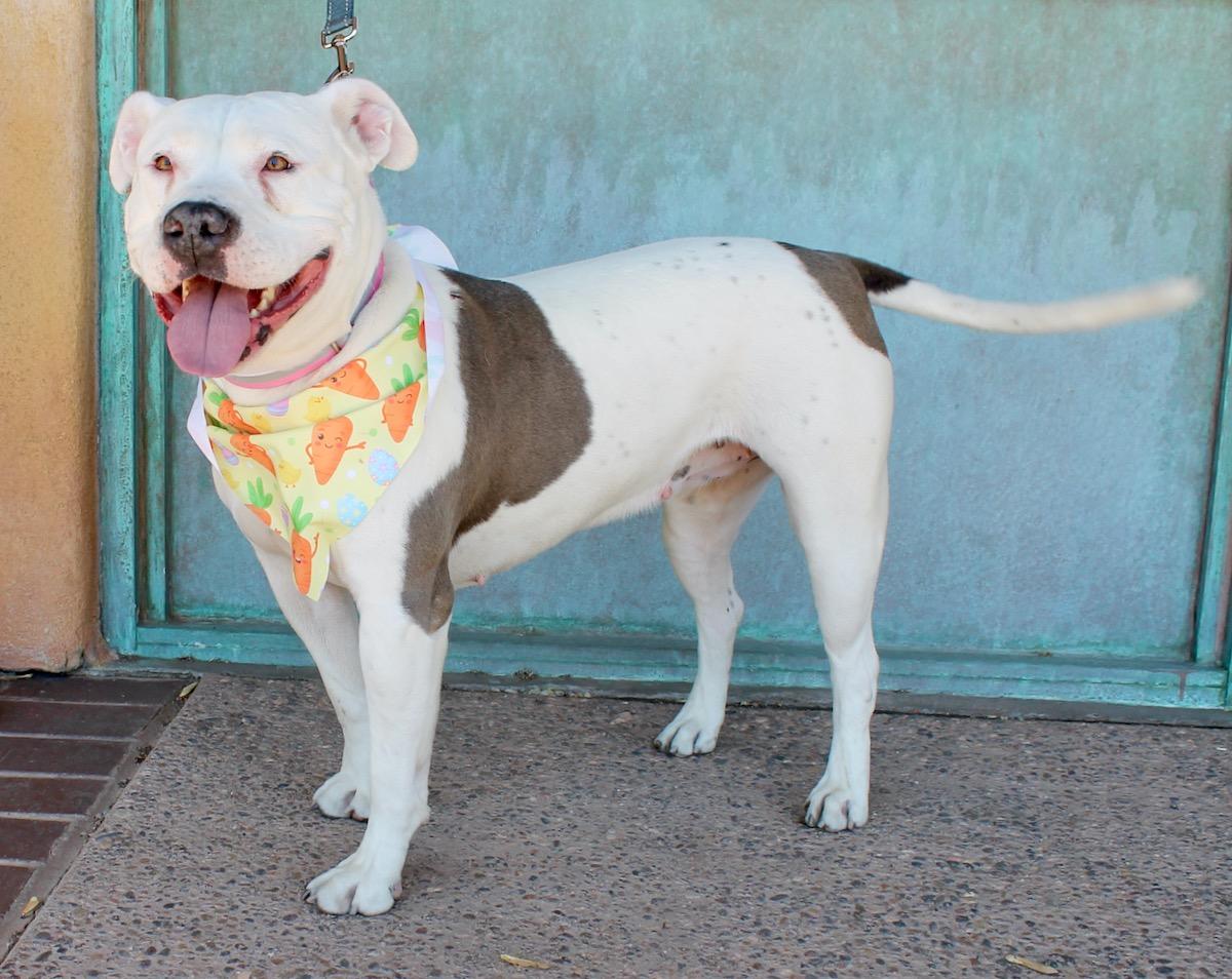 Enlarge Bertie, a ADOPTABLE American Staffordshire Terrier in Albuquerque, NM image 3/5