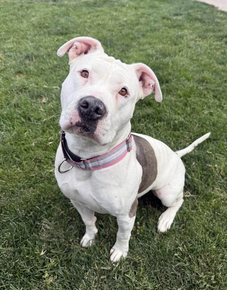 Bertie, a ADOPTABLE American Staffordshire Terrier in Albuquerque, NM image 2/5