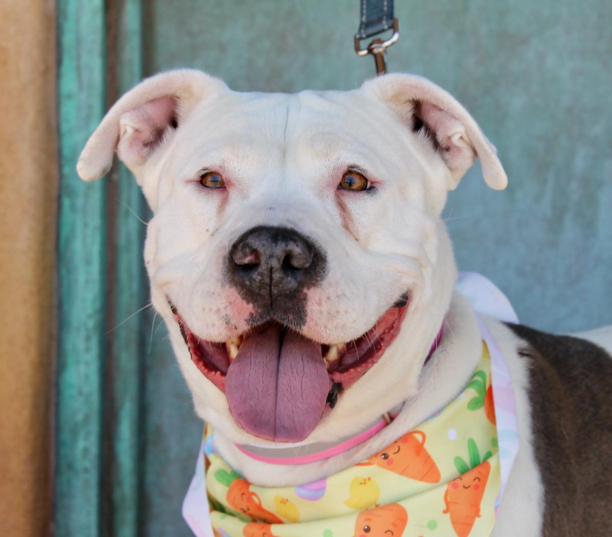 Enlarge Bertie, a ADOPTABLE American Staffordshire Terrier in Albuquerque, NM image 1/5