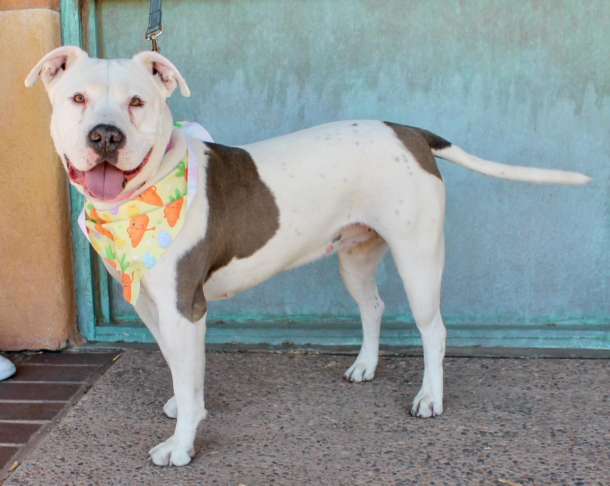 Enlarge Bertie, a ADOPTABLE American Staffordshire Terrier in Albuquerque, NM image 5/5