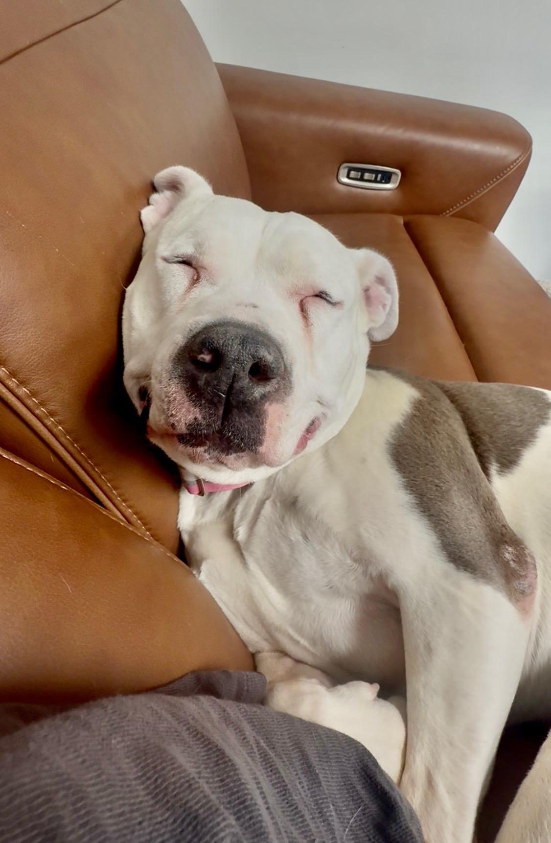 Bertie, a ADOPTABLE American Staffordshire Terrier in Albuquerque, NM image 4/5