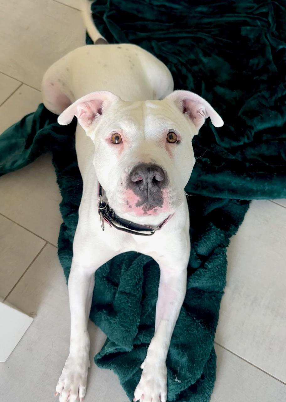 Bertie, a ADOPTABLE American Staffordshire Terrier in Albuquerque, NM image 5/5