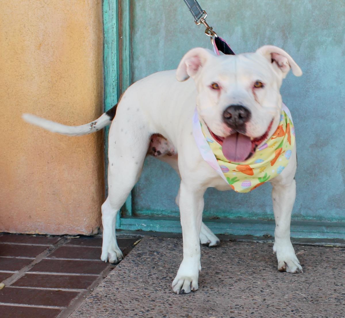 Enlarge Bertie, a ADOPTABLE American Staffordshire Terrier in Albuquerque, NM image 4/5