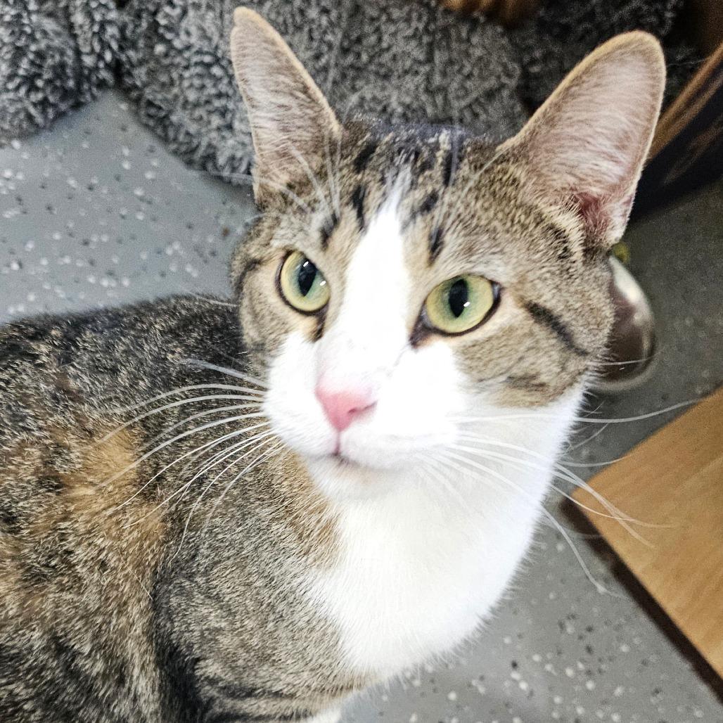 Enlarge Dexter, a Adoptable Domestic Short Hair in Grinnell, IA image 1/2