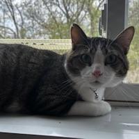 Enlarge Dexter, a Adoptable Domestic Short Hair in Grinnell, IA image 2/2