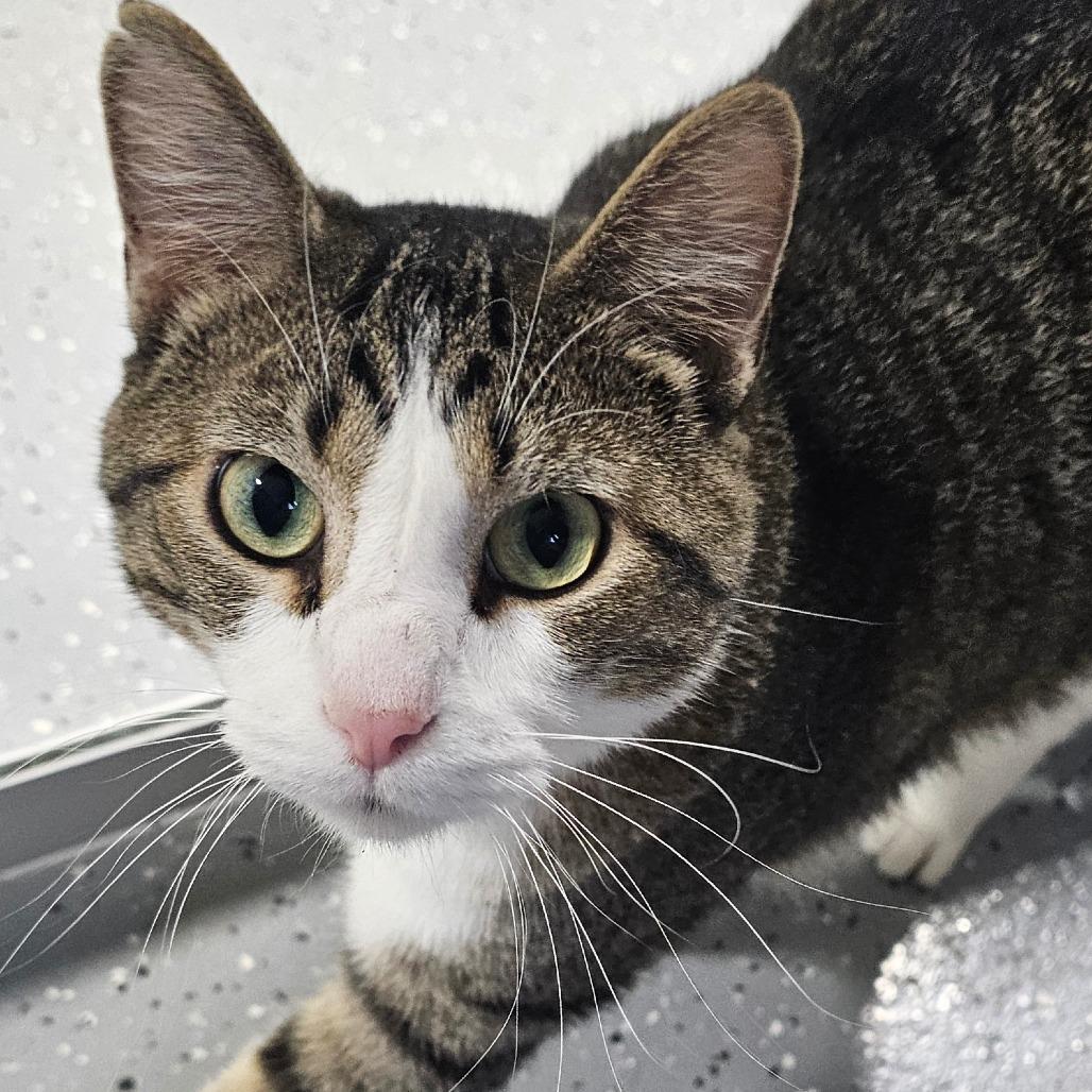 Enlarge Dexter, a Adoptable Domestic Short Hair in Grinnell, IA image 3/3