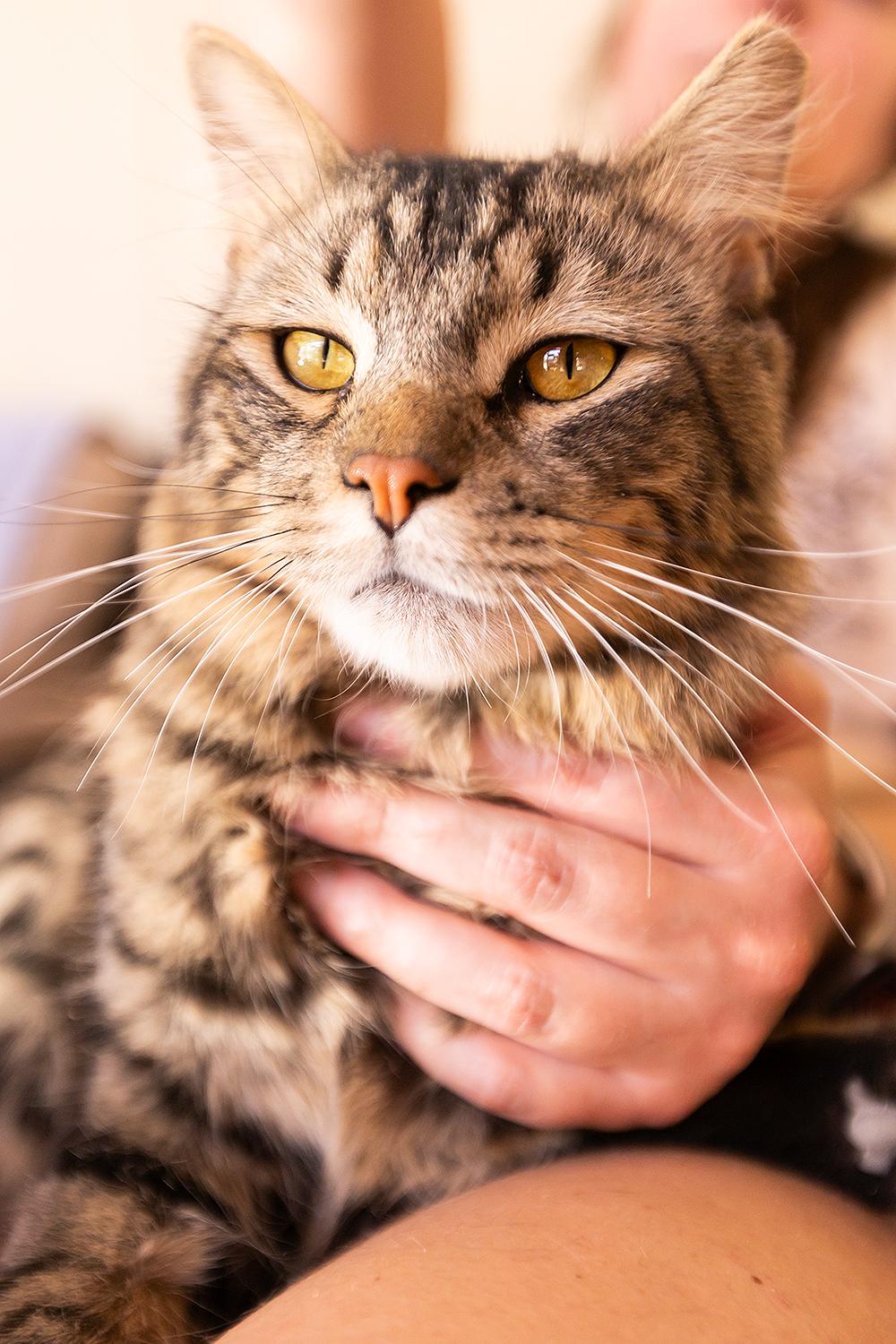Shawnee, an adopted Bengal in Marana, AZ image 4/5
