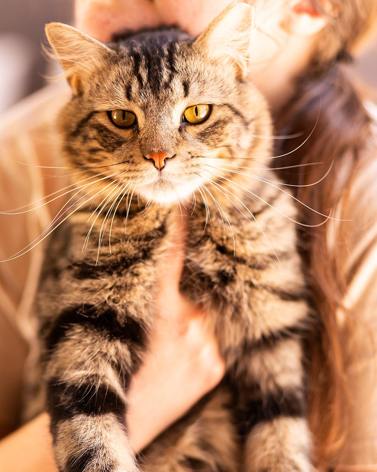 Shawnee, an adopted Bengal in Marana, AZ image 3/5