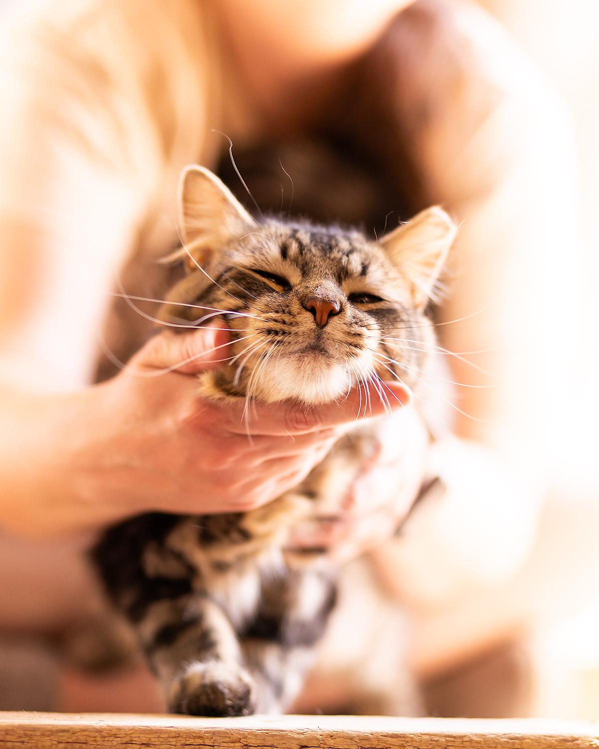 Shawnee, an adopted Bengal in Marana, AZ image 2/5