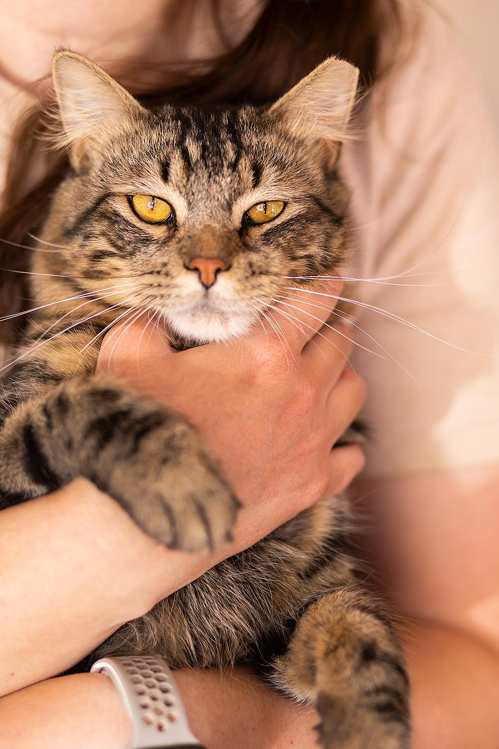Shawnee, adopted, Adult Male Bengal.