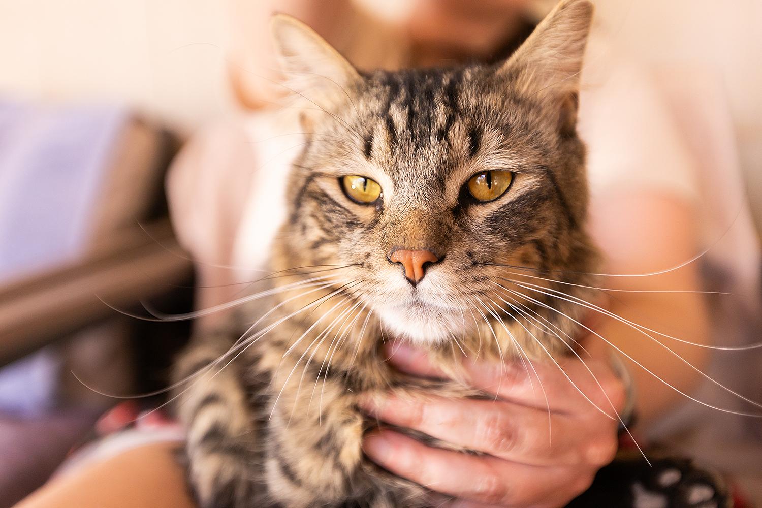 Shawnee, an adopted Bengal in Marana, AZ image 5/5