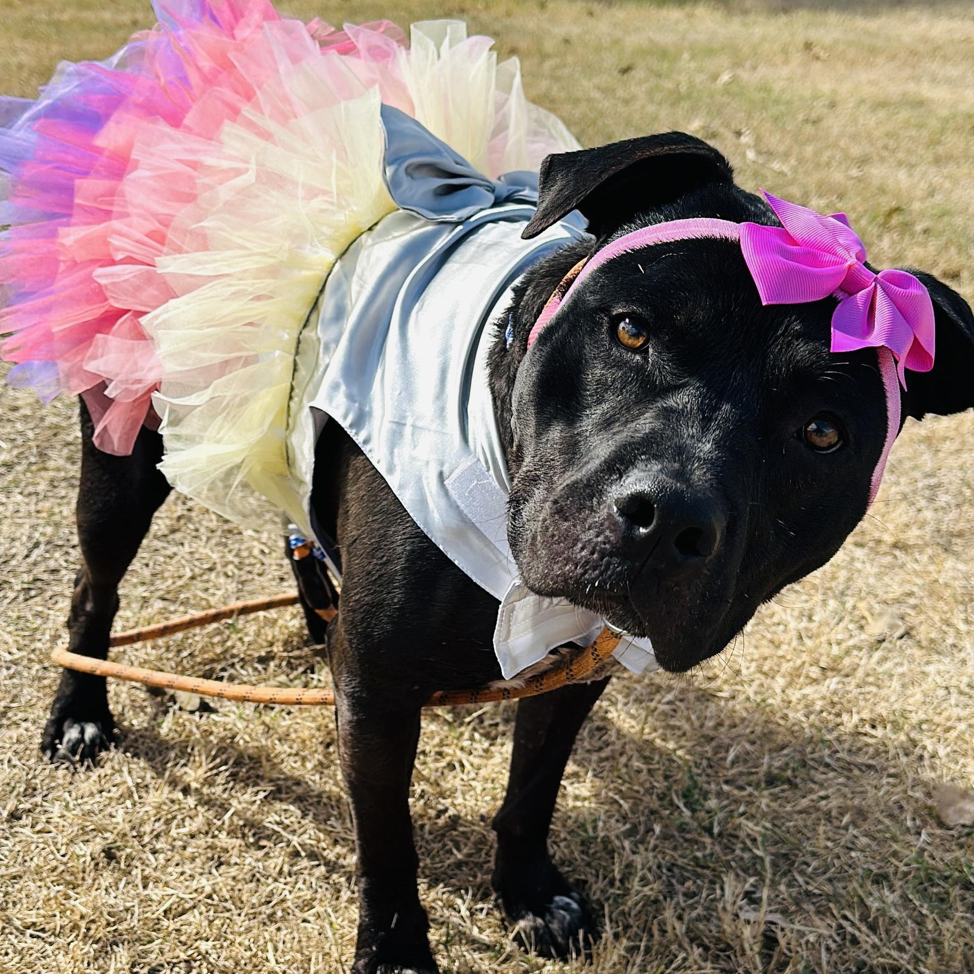 Enlarge Cherry, a Adoptable Pit Bull Terrier in Gonzales, TX image 1/5