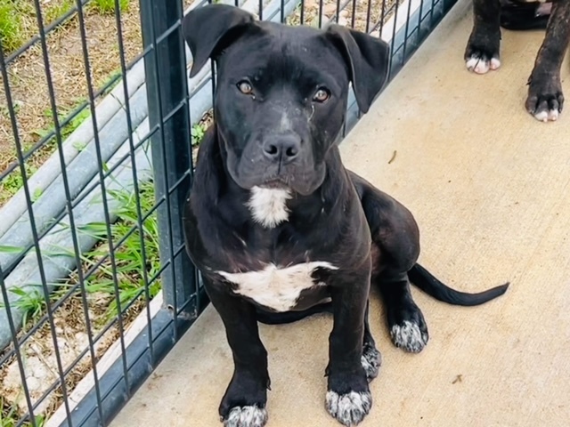 Enlarge Cherry, a Adoptable Pit Bull Terrier in Gonzales, TX image 2/5