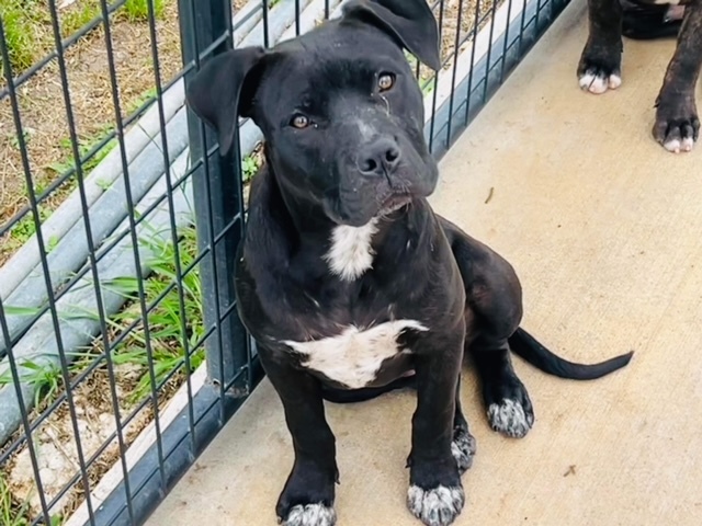 Enlarge Cherry, a Adoptable Pit Bull Terrier in Gonzales, TX image 3/5