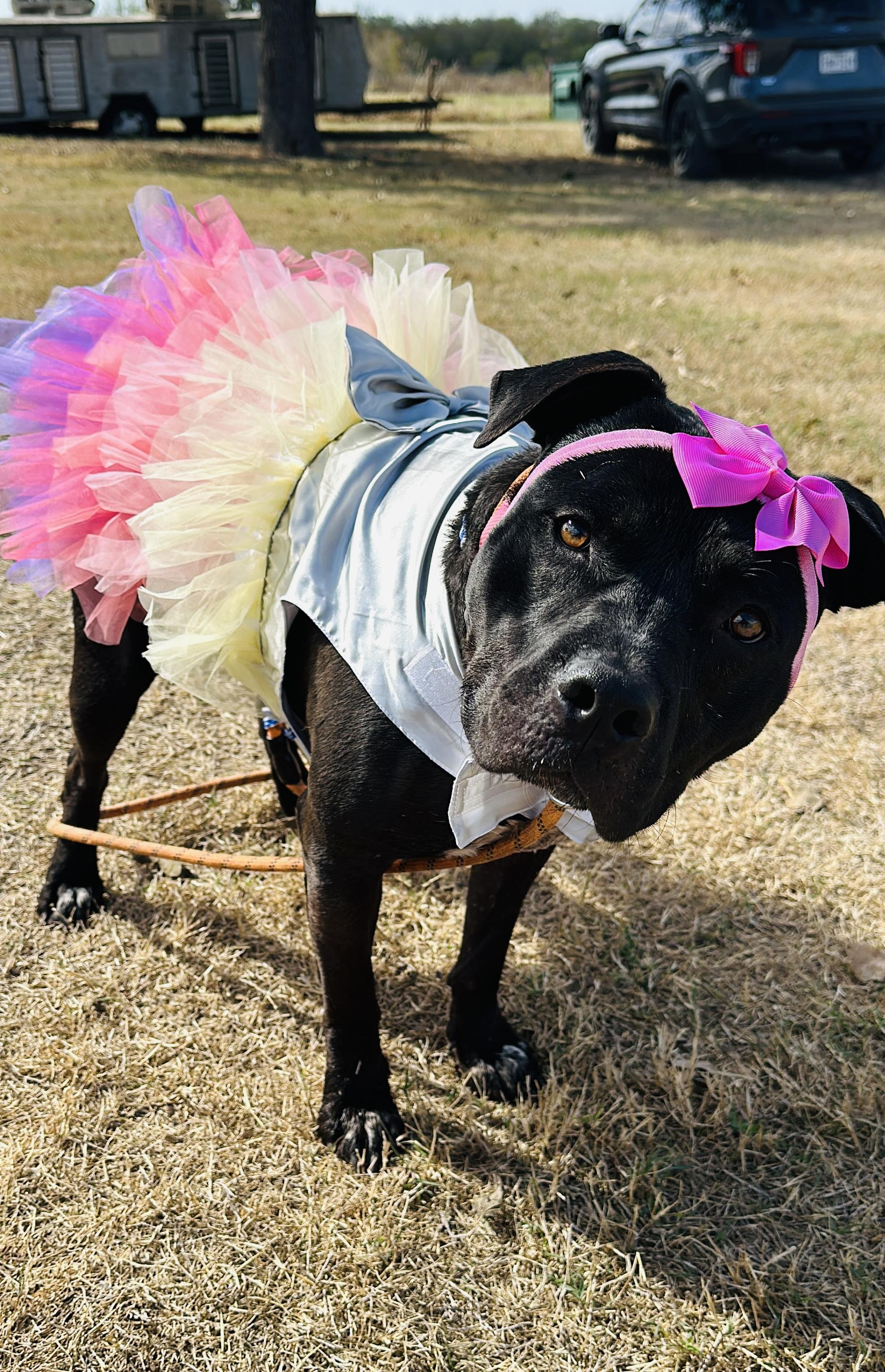 Enlarge Cherry, a Adoptable Pit Bull Terrier in Gonzales, TX image 4/5