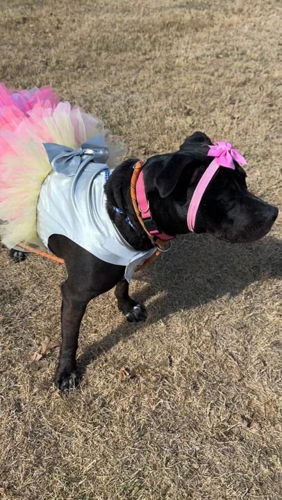 Enlarge Cherry, a Adoptable Pit Bull Terrier in Gonzales, TX video 5/5